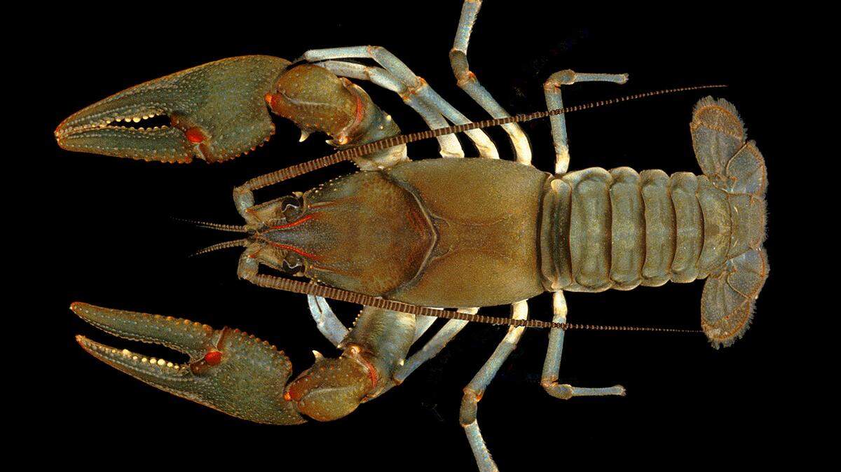 The Big Sandy crayfish is found in Eastern Kentucky, West Virginia and Virginia and is threatened under federal law.
