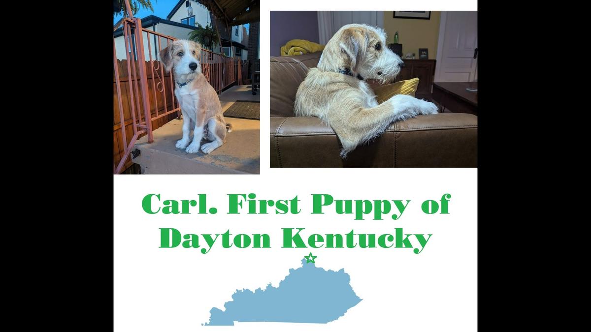 Carl, one of eight dogs competing in a Herald-Leader contest to crown the cutest in Kentucky.