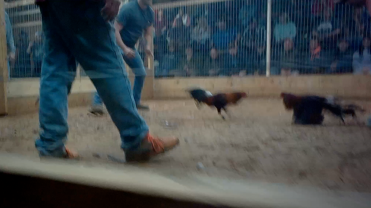A group called Showing Animals Respect and Kindness (SHARK) shot undercover photos of an illegal cockfight in Kentucky.