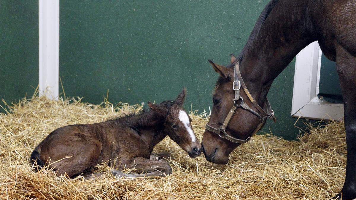 Grand Glory, right, nuzzled her two-hour-old filly March 13 in their stall at Adena Springs Farm near Paris. The filly, eight days overdue, was born at 9:35 p.m. The foal is by Ghostzapper, winner of the 2004 Breeders' Cup Classic. The filly was one of about 120 that are expected to be born at Adena Spring this season.