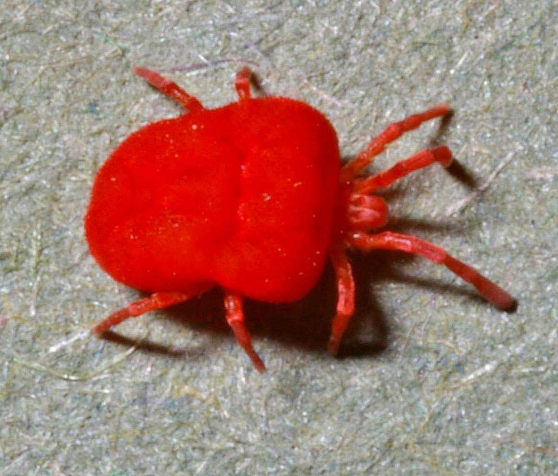 A close-up image of a chigger, also called a berry bug or harvest mite in some parts of the world. Chiggers are nearly impossible to see with the naked eye. Photo used under Creative Commons license via Wikimedia Commons. 