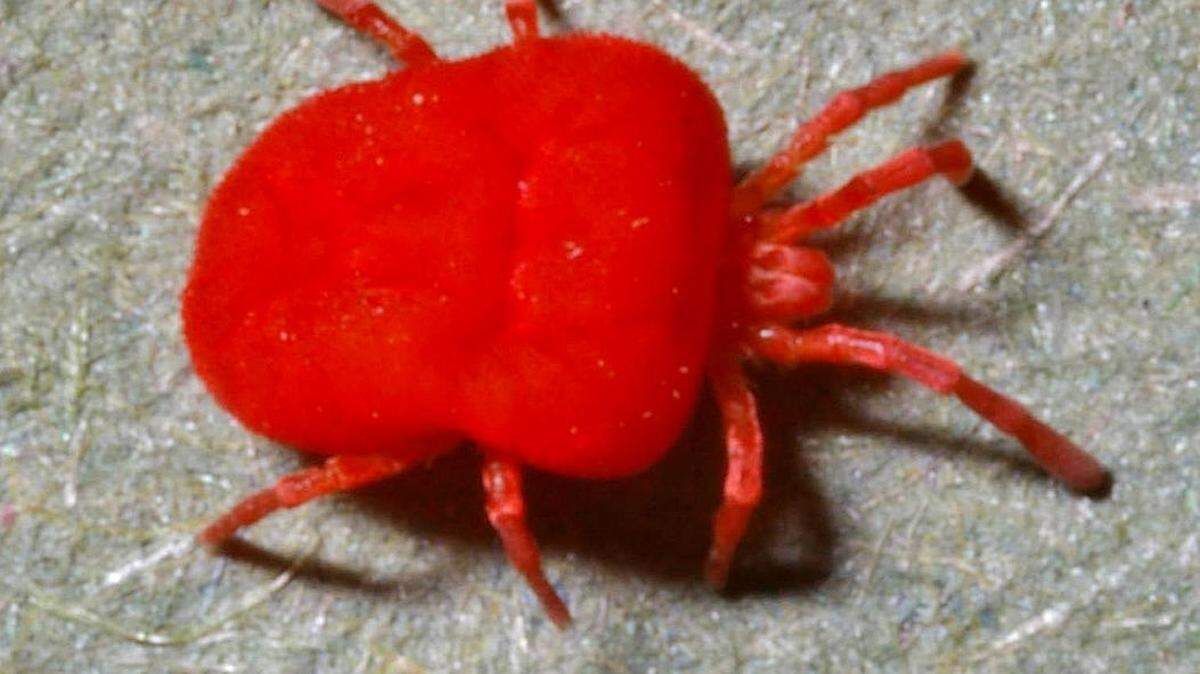 A close-up image of a chigger, also called a berry bug or harvest mite in some parts of the world. Chiggers are nearly impossible to see with the naked eye. Photo used under Creative Commons license via Wikimedia Commons. 