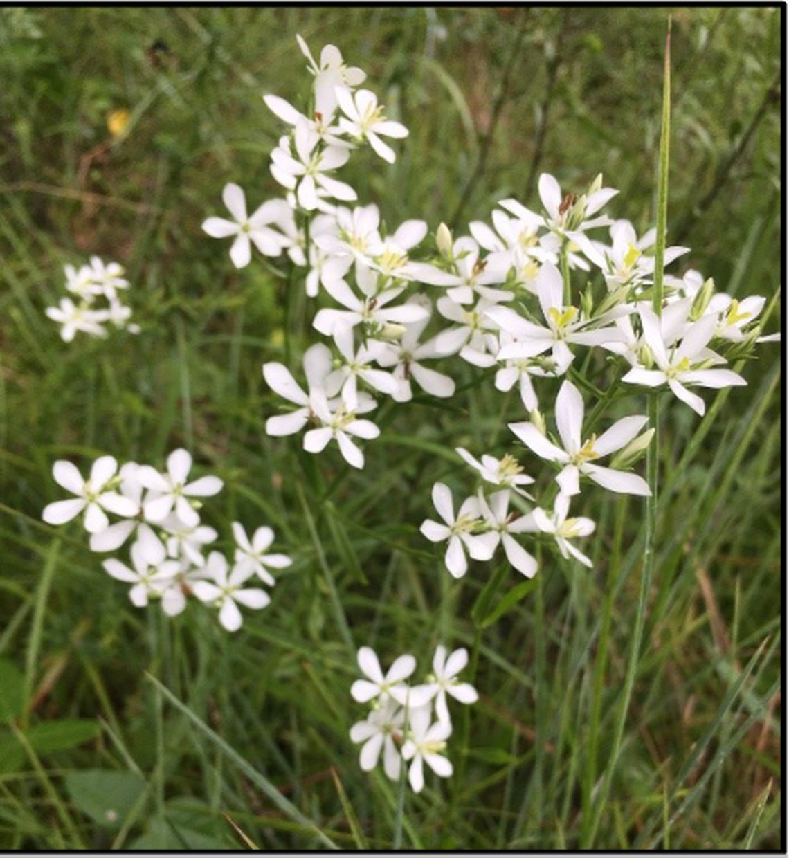 A population of the four angled rose gentian was found in Kentucky for the first time in 2020. It was the first time the flower had been found west of the Appalachians.