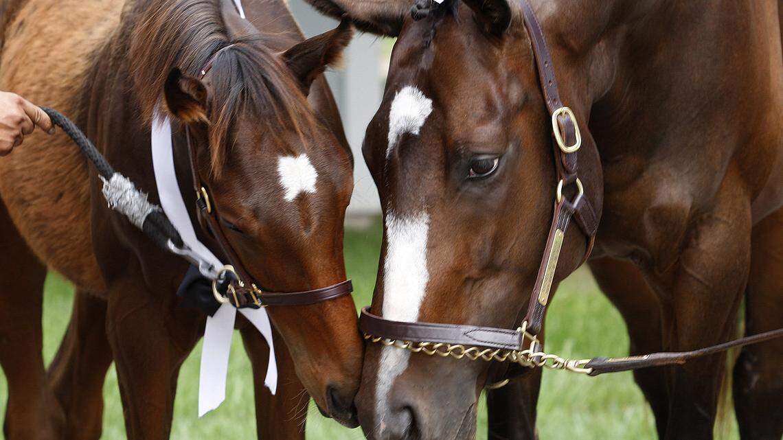 Rachel Alexandra nuzzles with Taco, her 2012 Curlin colt, at Stonestreet Farm in Lexington, Ky., Saturday morning, June 16, 2012. Photo by Matt Goins 14190