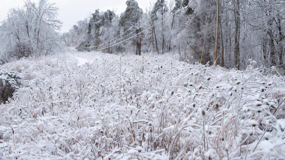 Snow and ice cover the trees, plants and power lines along route 421 outside of Sandgap, February 17, 2020.