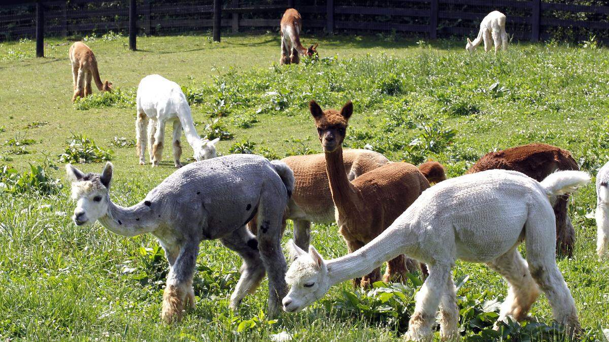 Recently sheared alpacas grazed at Greg and Linda Salsbury's Eagle Bend Alpacas in Burlington last week. Alpacas are  becoming more popular in the state. Eagle Bend has 130, and Linda Salsbury is president of the Kentucky Alpaca Association.    