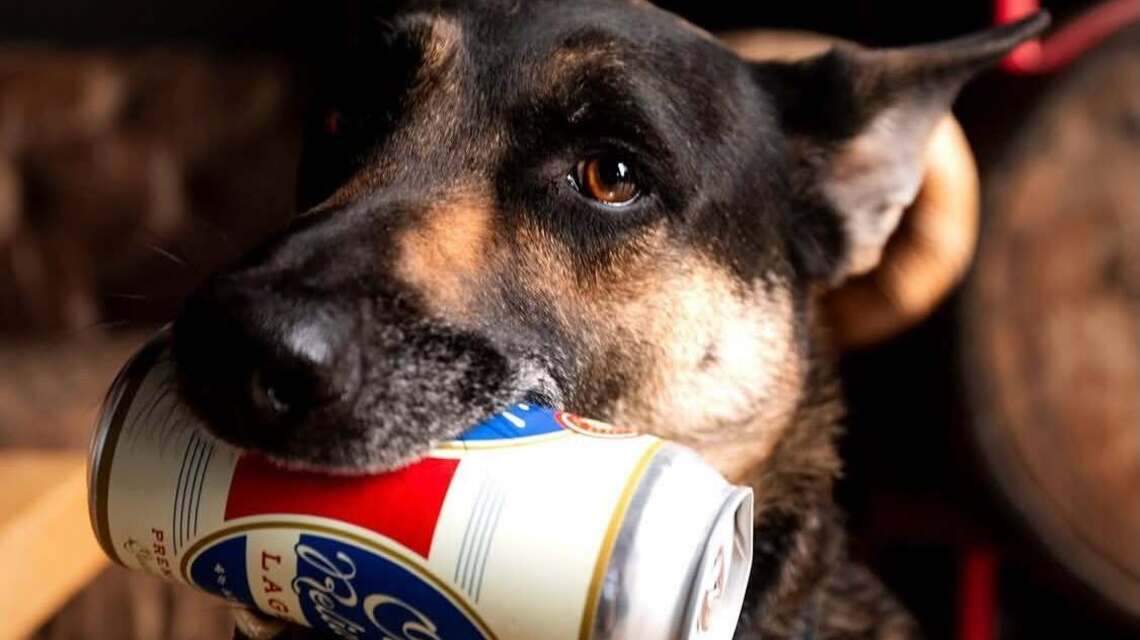 Your dog can be on a local brewery’s label if they’re named Lexington’s Top Dog