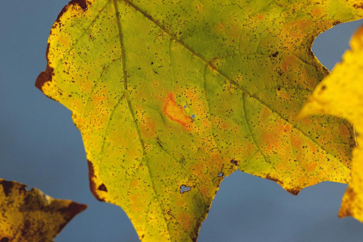 Fall colors are on display at the Bernheim Arboretum and Research Forest in Clermont, Ky., on Wednesday, Oct. 27, 2021. More than 3 million trees cover Bernheim’s 16,000 acres of land.