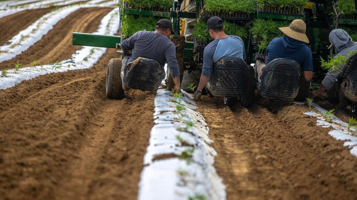 Hemp clones grown in a greenhouse are set in Owen County, Ky., on Thursday, June 22, 2023.