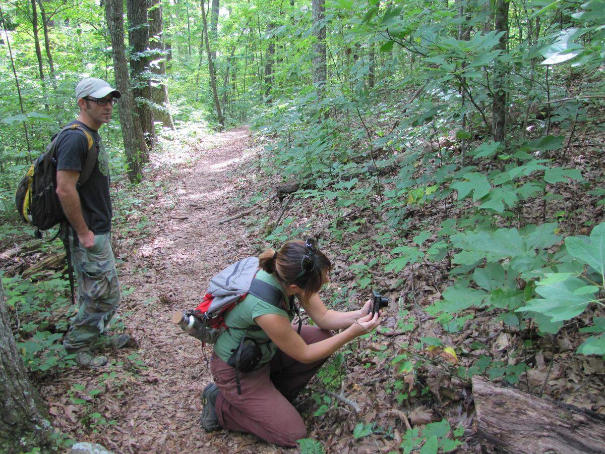 Jim Scheff, director of Kentucky Heartwood, stood by as wife Tina Marie Johnson, coordinator for the organization, took a photo of a rattlesnake plantain beside a trail in the Daniel Boone National Forest in McCreary County in 2014.