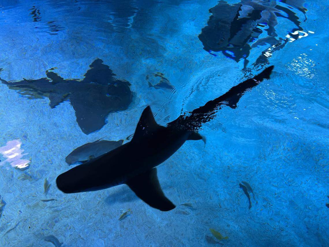 Sharks feed at the Newport Aquarium. 