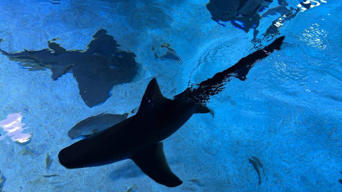 Sharks feed at the Newport Aquarium. 