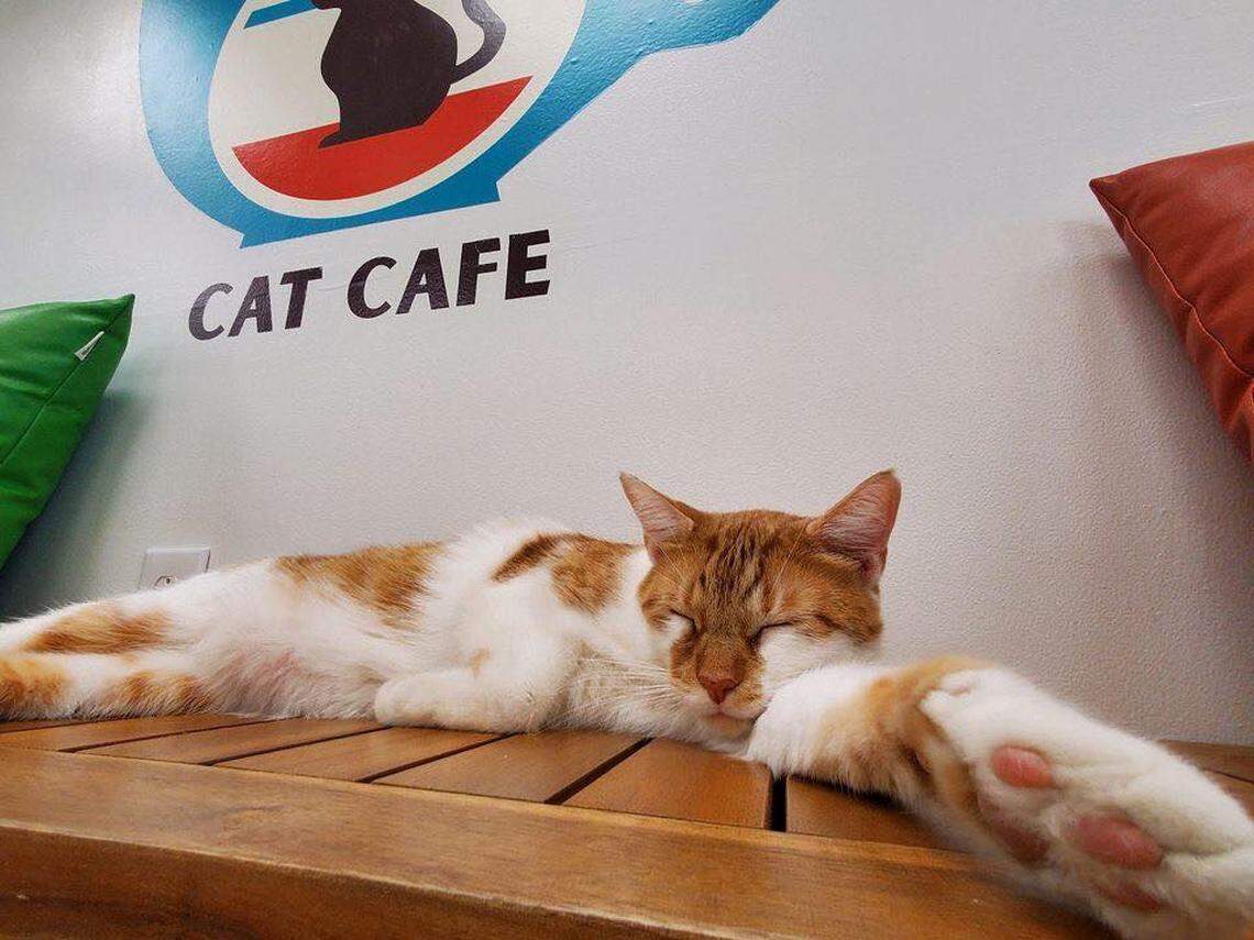 The “cat lounge” inside Central Purrk Cat Cafe will let customers sit and read with cats if they are so inclined. There are no kittens at the cafe, the owner said “focus on the adult cats that get passed over.”