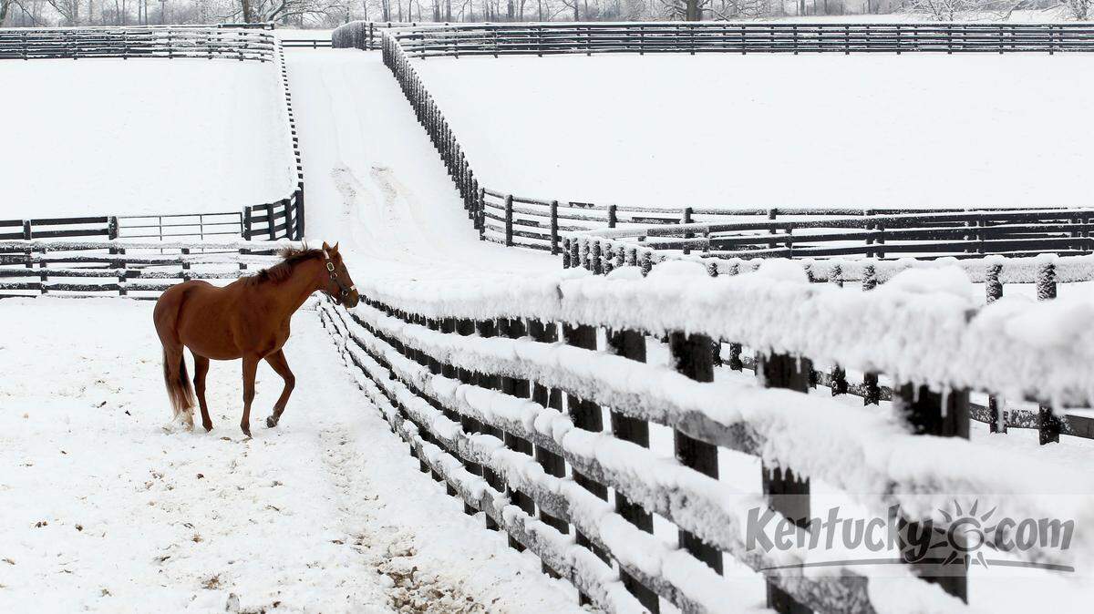 Flower Alley walked in his paddock on a snowy morning on the Three Chimneys Farm, 1981 Old Frankfort Pike, near Versailles, Ky., Saturday, December 29, 2012.  Flower Alley is the sire of Kentucky Derby and Preakness winner I'll Have Another. Three Chimneys Farm is pretty much horse retirement heaven -- at the end of their racing days, stallions who come there can still be ridden, and at the end of their breeding days mares can retire in comfort. Photo by Charles Bertram | Staff