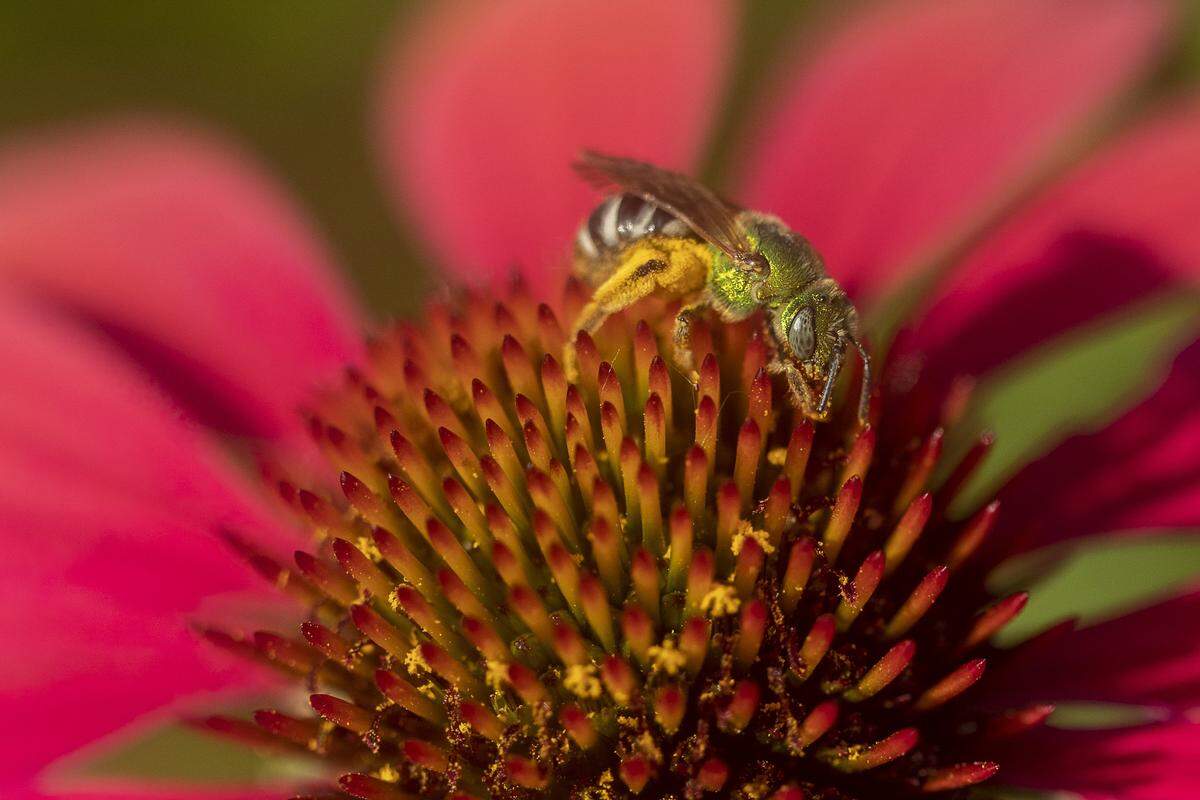 A sweat bee collects pollen from an echinacea hybrida cheyenne spirit coneflower at The Arboretum, State Botanical Garden of Kentucky in Lexington, Ky., Monday, July 1, 2019.