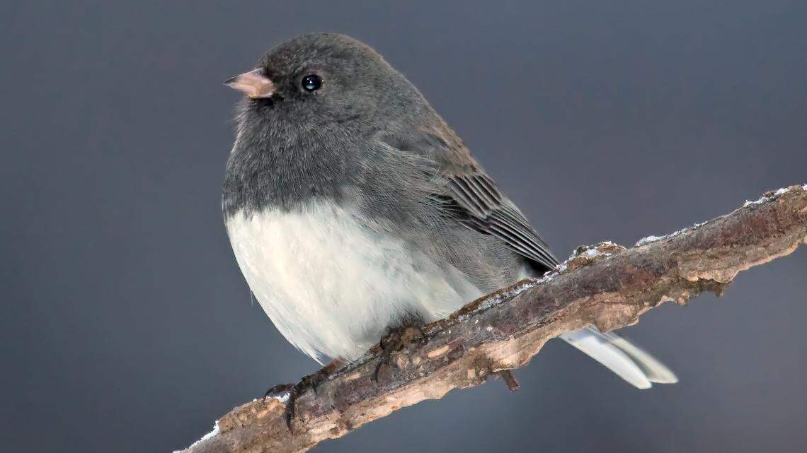 Among the birds that can be spotted during winter are the Carolina chickadee, left, northern cardinal, short-eared owl, fox sparrow, dark-eyed junco and Savannah sparrow.