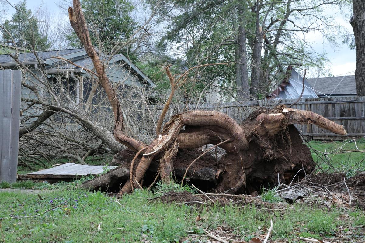 An uprooted tree April 3, 2024. in the Chevy Chase neighborhood of Lexington.