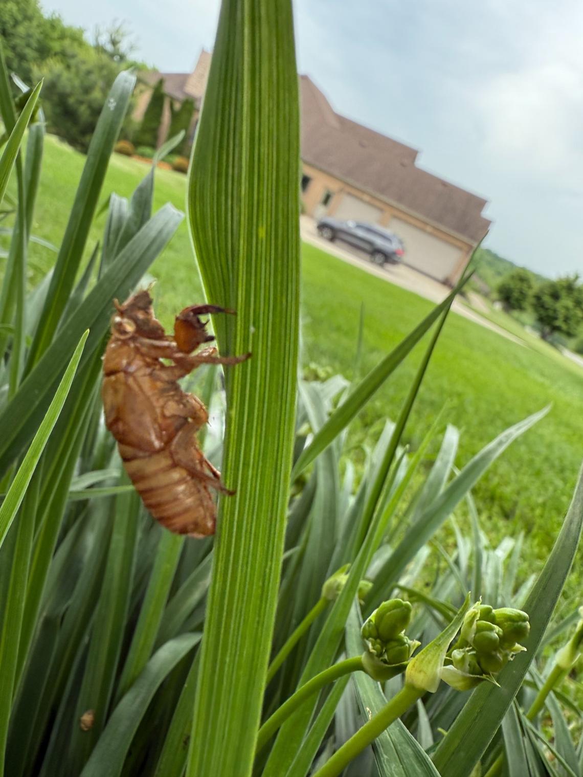 An discarded cicada exoskeleton is found clinging to a daylily’s leaf in Richmond.