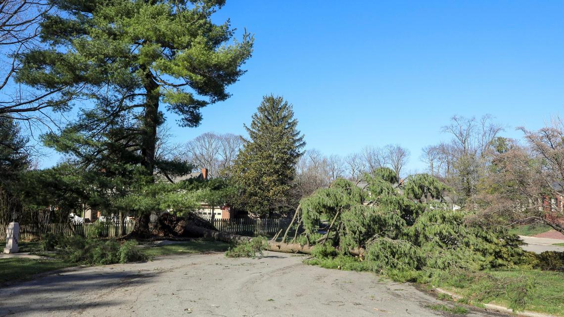 An overblown tree blocks Pendennis Circle Saturday, March 4, 2023 after being blown over by a strong wind storm the night before that knocked out power to much of Lexington, Ky.