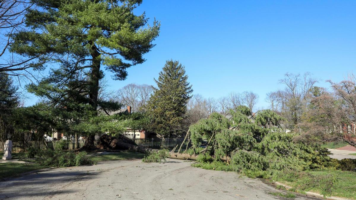 An overblown tree blocks Pendennis Circle Saturday, March 4, 2023 after being blown over by a strong wind storm the night before that knocked out power to much of Lexington, Ky.