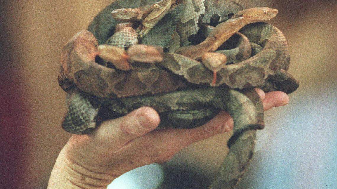A knot of snakes being held  during a West Virgina church service.