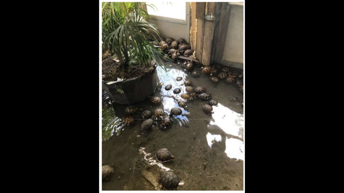 Authorities charged a Kentucky man in September 2021 with illegally selling turtles. A wildlife officer took this photo of turtles at the man’s house in July 2020.