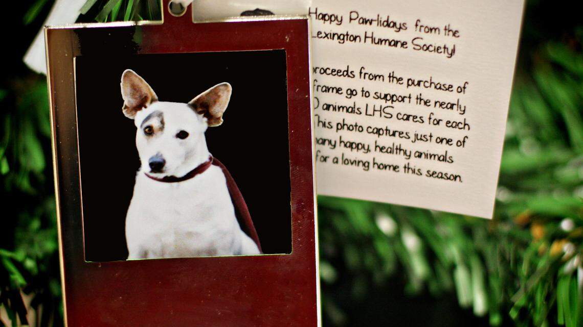 Donate $20 for a sponsor-a-pet ornament at the Lexington Humane Society and receive a silver ornament frame with a photo of one of the dogs and cats waiting for a new best friend. See story for area locations.