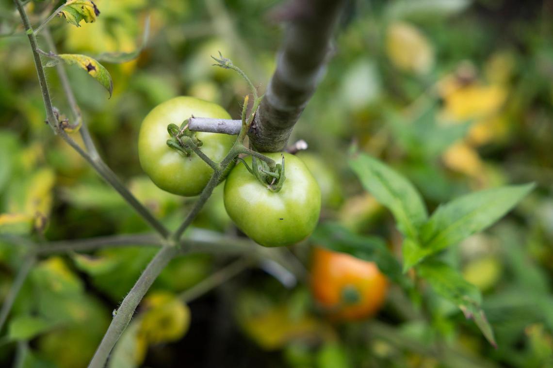 Tomatoes grow in Maurica Cornett’s garden, where she also grows peas, corn, peppers, herbs, garlic and more in Letcher County, Ky, Tuesday, August 8, 2023.