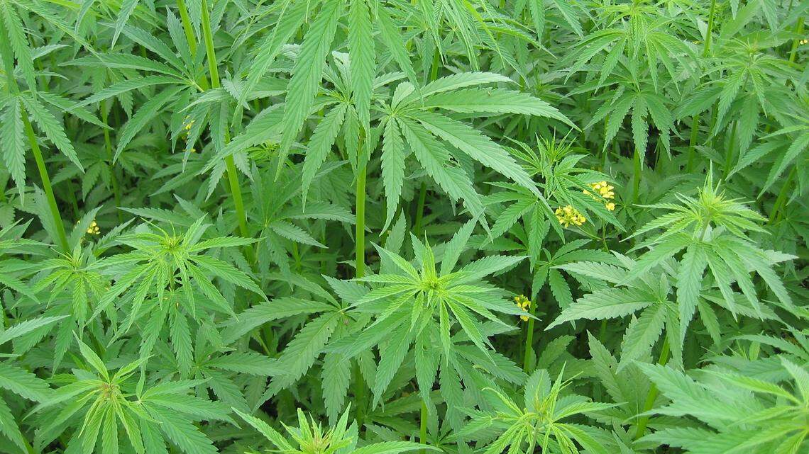 Industrial hemp in Manitoba, Canada. The yellow flowered plants are volunteer canola ( meaning the field was sown to canola the previous year and these are plants that grew from seed that fell on the ground at harvest.) Photo by Laura Rance/Manitoba Co-operator