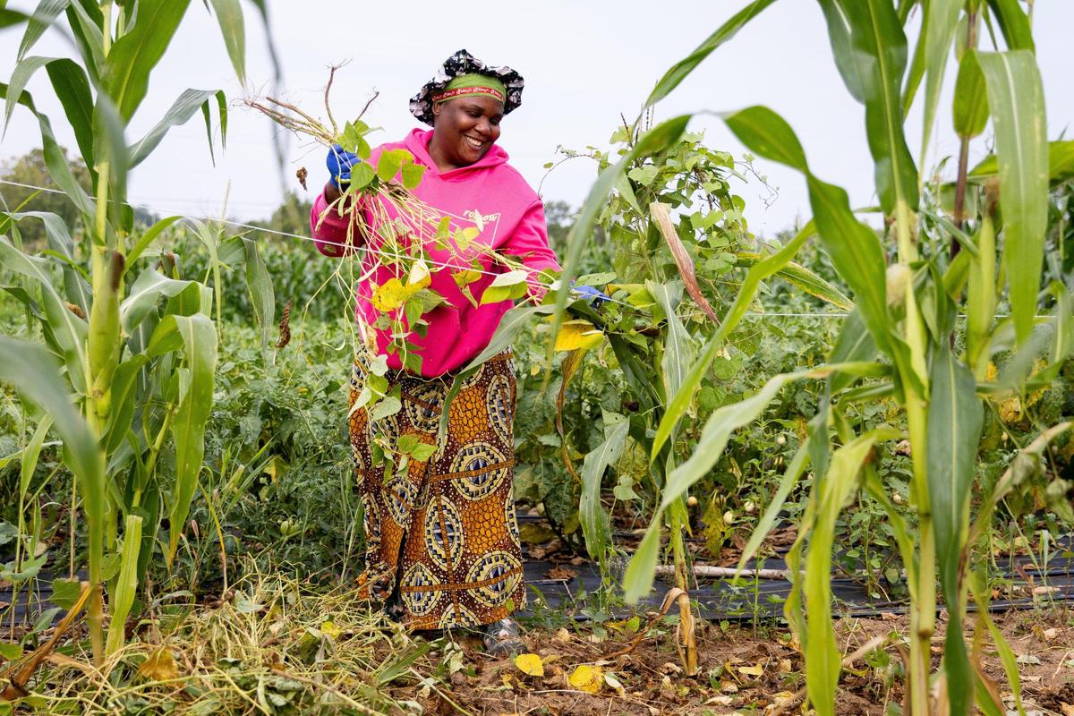 Kavira Musayi harvests soybeans on a plot of land in southern Fayette County.