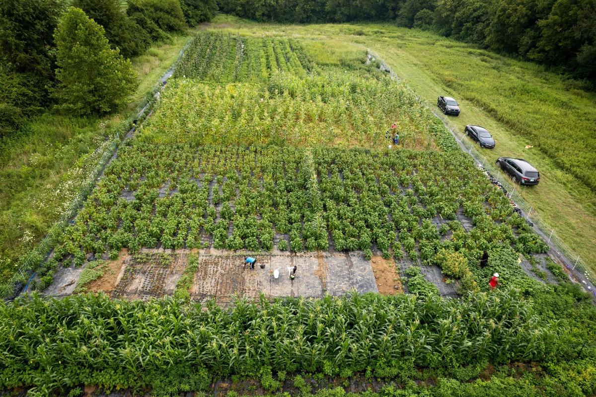 Central African refugees plant and harvest their native vegetables on land in southern Fayette County.