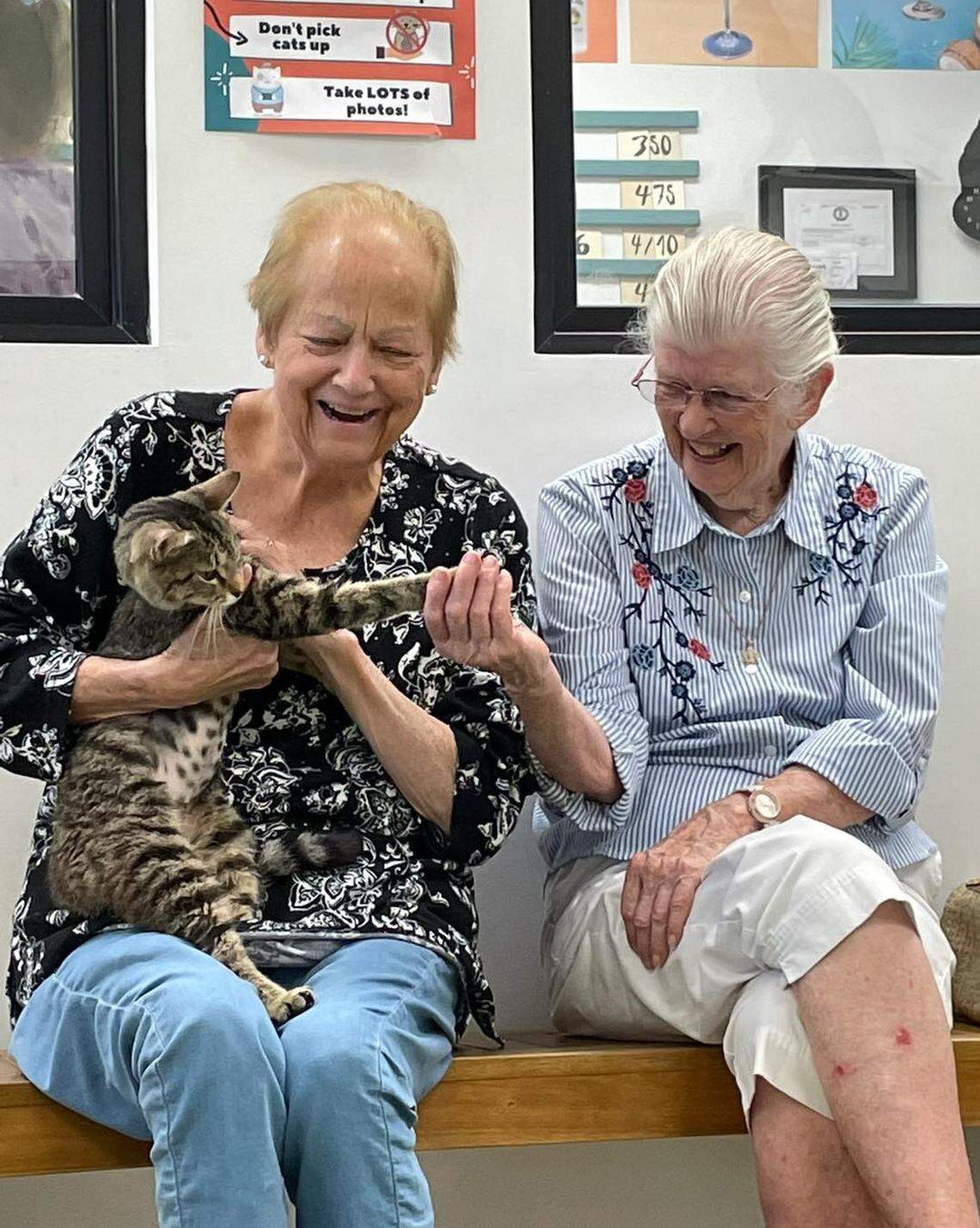 The cafe also has visits from senior cat lovers who may not be able to have cats any more.