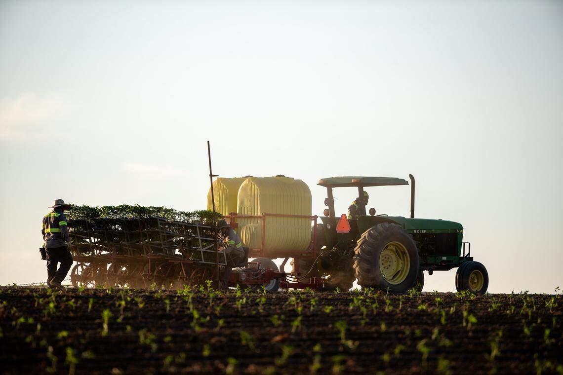 Farm workers set hemp in northern Fayette County, July 1, 2019. Agriculture Commissioner Ryan Quarles issued a letter Tuesday urging the FDA to address issues with hemp processing and the manufacturing of Cannabidiol (CBD).