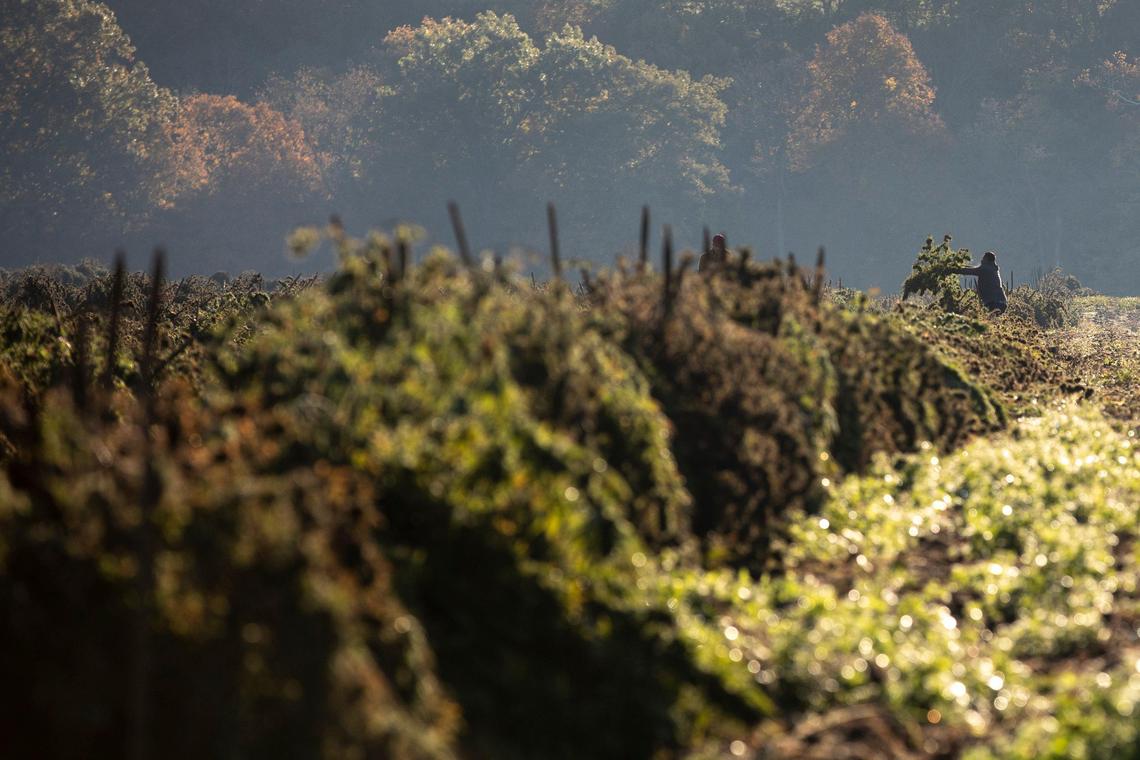 Hemp was harvested on the Furnwood Farm Thursday near Cynthiana. Furnwood and a group of local farmers have sued GenCanna, a hemp processor. They are asking for $5 million and the right to the crop.