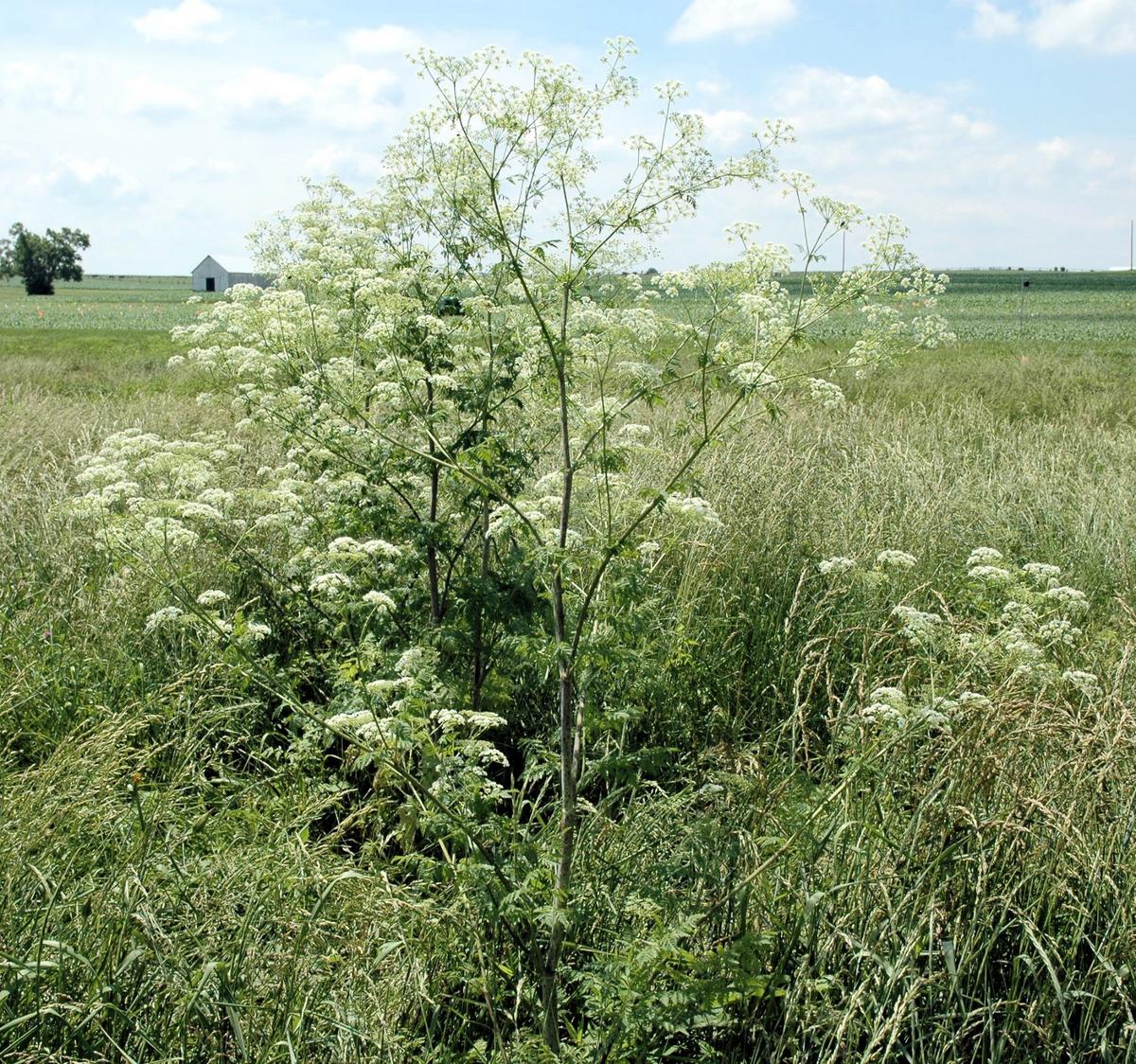 The flower of the poison hemlock plant resembles Queen Anne’s lace..