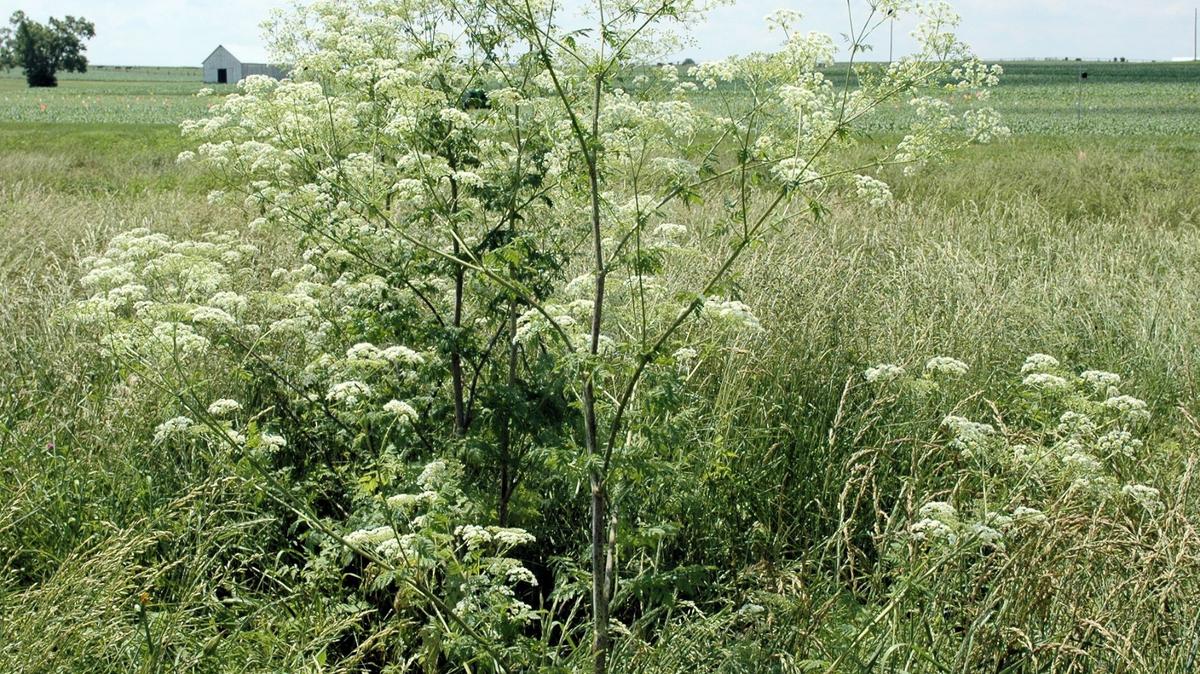 The flower of the poison hemlock plant resembles Queen Anne’s lace. It is toxic to pets and can be found in most Kentucky counties.
