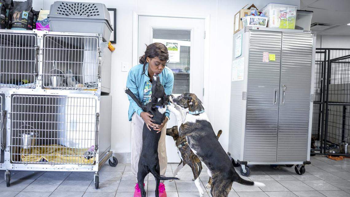 Kiara Tuggle, a kennel assistant, plays with dogs recently brought from Estill County to Paws 4 the Cause in Lexington, Ky., on Thursday, Sept. 11, 2025. 