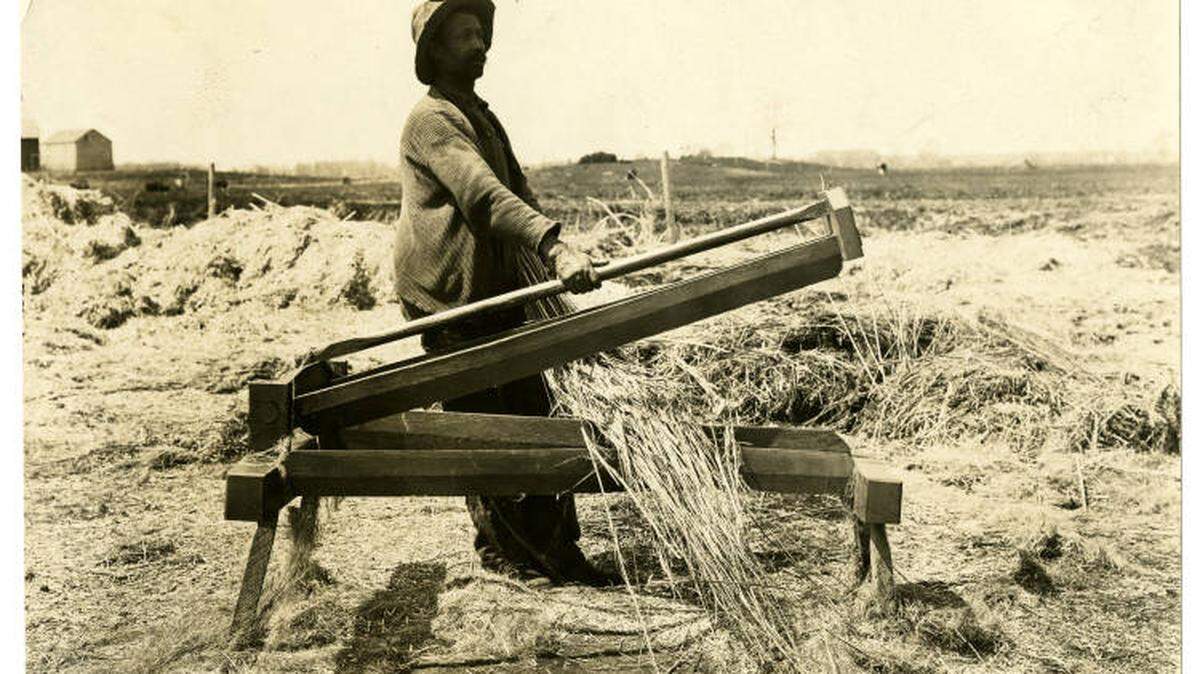 In this photo from the early 1900s, a worker used a hand-operated tool to break stalks of hemp.
