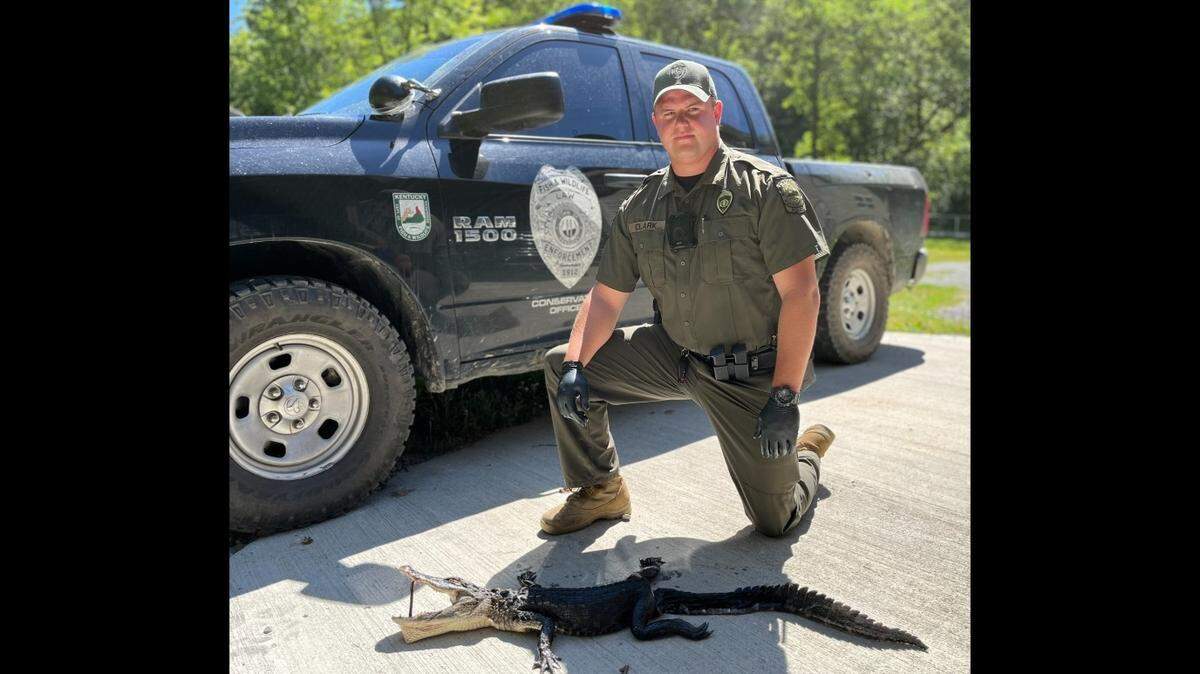 An officer with Kentucky Fish and Wildlife Resources poses for a photo with the gator that was taken from Florida by a Harlan County man.