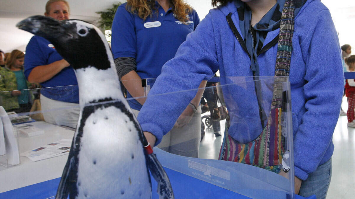 Tates Creek High School senior Shelby Fulton, 17, pets Red Pepper, a black-footed African penguin at the Alltech FEI World Equestrian Games Sunday in Lexington. Newport Aquarium had the penguin and other animals on display at the Kentucky Horse Park.