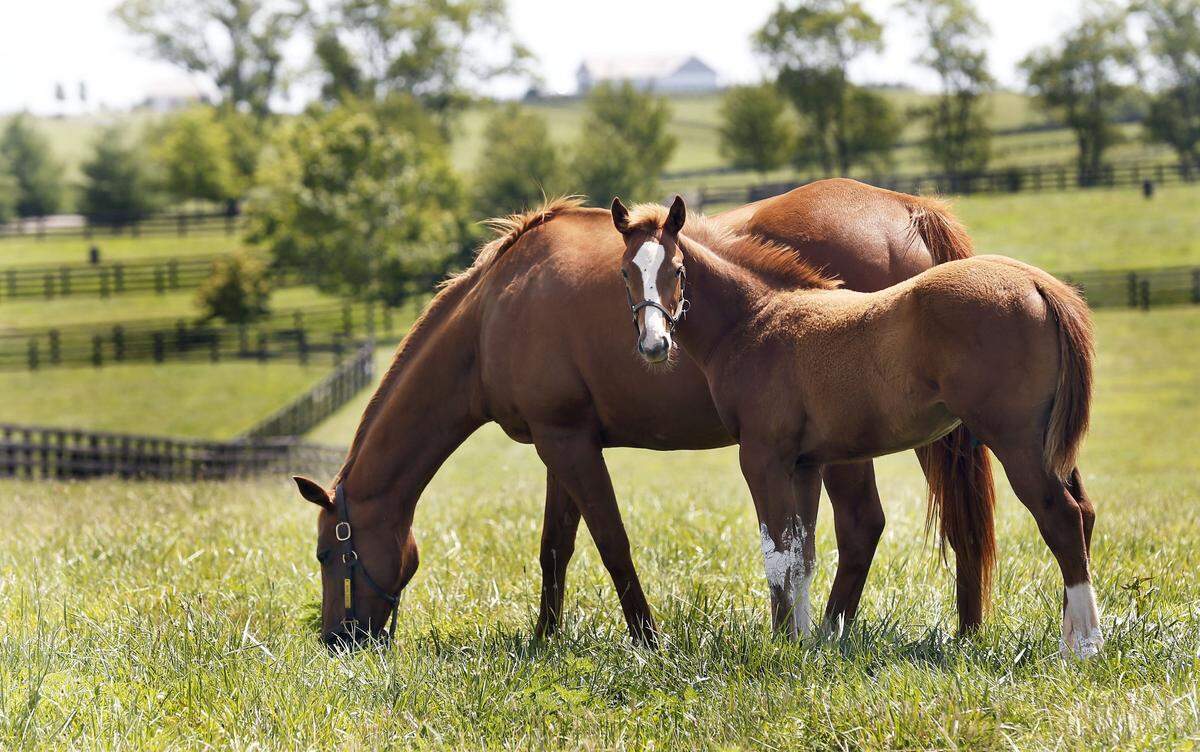 Adena Springs was put on the market in 2017 for $80 million but remained for sale only briefly because the Stronach family was working through legal issues.