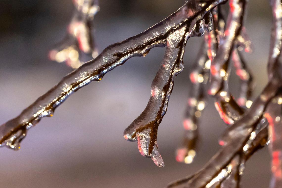 Ice encases tree branches in downtown Lexington, Ky., on Monday, Jan. 6, 2025.