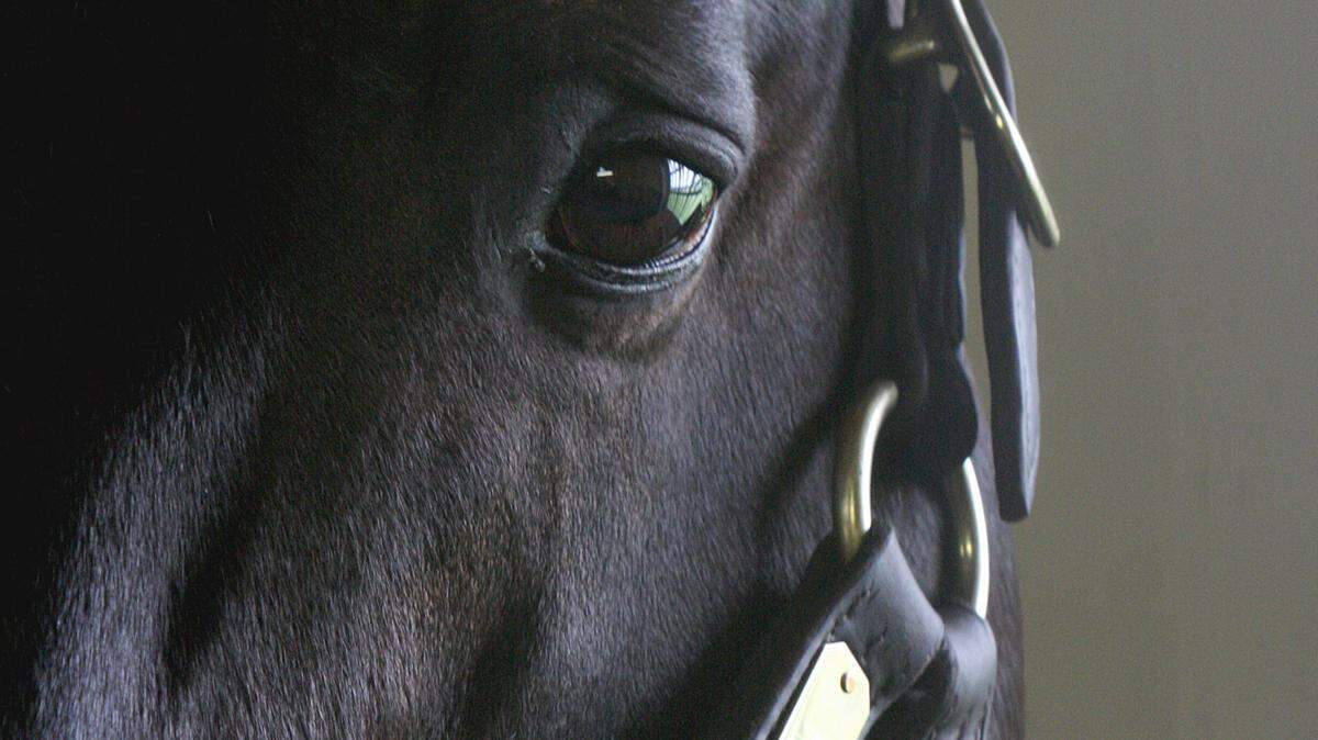 Dynaformer's foals earned more than $105 million on the track.  