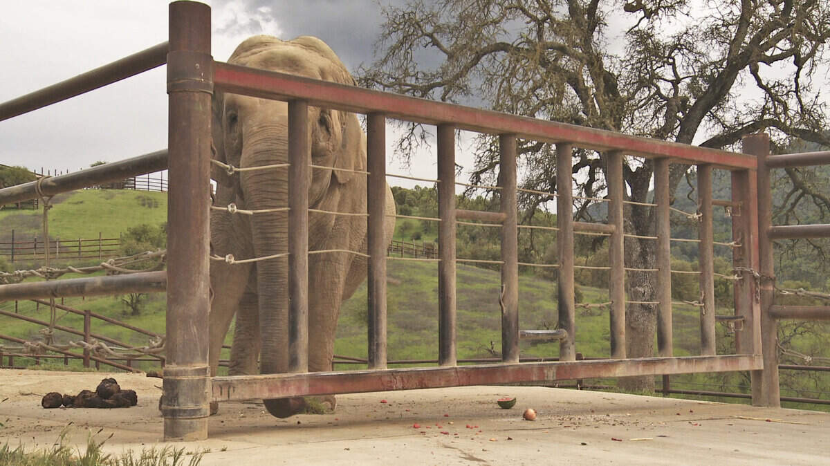 Elephants in captivity need room to roam. The animals are prone to hoof disease, and freedom of movement helps prevent it.
