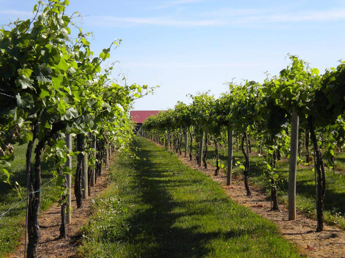Talon Winery & Vineyards in Lexington has extensive grounds and encourages visitors to picnic on the site.