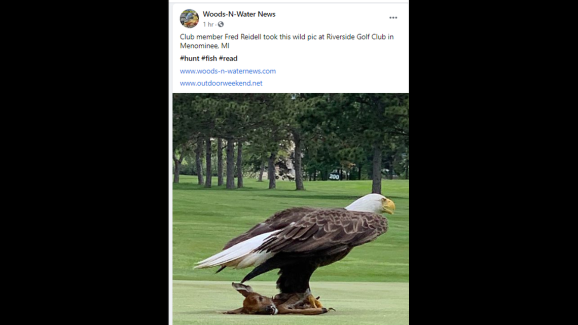 Dozens of golfers on Menominee, Michigan course watch in horror as a large bald eagle drags the carcass of a young deer across the fairway. It happened June 3 at Riverside Golf Club.