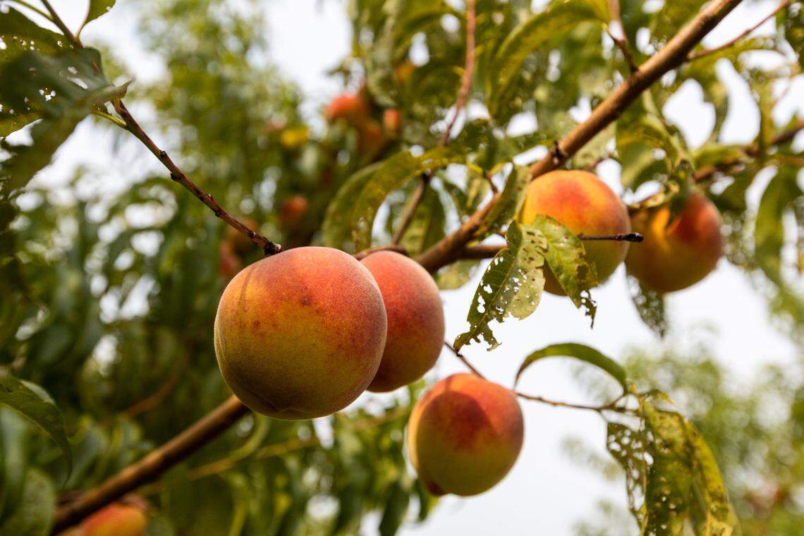 Peaches were among the many fruits like apples and blackberries for visitors to pick at Eckert’s Orchard in Versailles, July 29, 2021. Eckert’s Orchard is holding its first Peach Party this year.