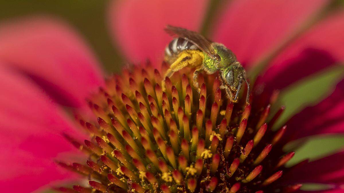 A sweat bee collects pollen from an echinacea hybrida cheyenne spirit coneflower at The Arboretum, State Botanical Garden of Kentucky in Lexington, Ky., Monday, July 1, 2019.