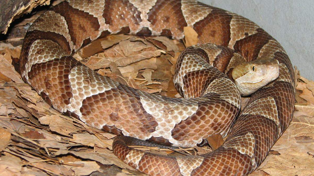 Agkistrodon Contortrix -- also known as the Copperhead snake. This photo is in the public domain sourced via Wikimedia Commons. Copperheads are identifiable by the hourglass shaped patterns on their back. 