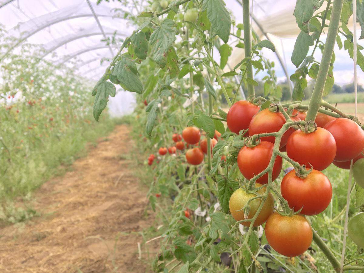 Crooked Row Farm in Fayette County grows tomatoes, peppers and salad mixes for local restaurants and the University of Kentucky. Bluegrass Farm to Table helped Crooked Row make key connections in the past few years to help it grow its business.